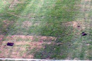 Gräsmattan i Linköping